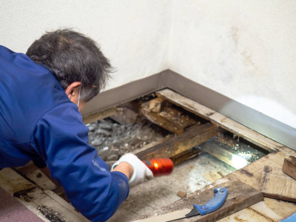 Best Attic Mold Remediation in Lake Isabella, MI