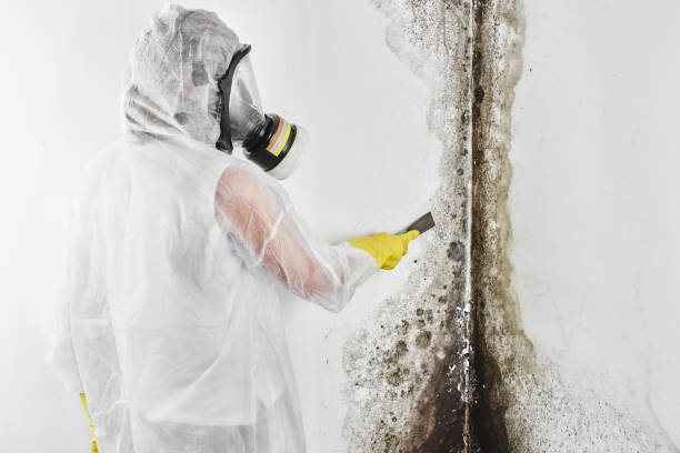 Best Post-Flood Mold Remediation in Lake Isabella, MI