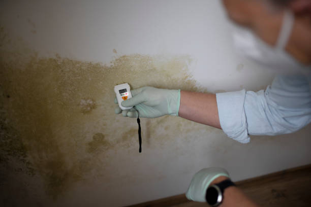 Best Industrial Mold Remediation in Lake Isabella, MI