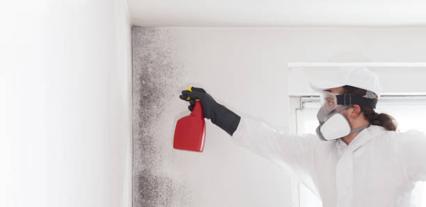 Best Residential Mold Remediation in Lake Isabella, MI