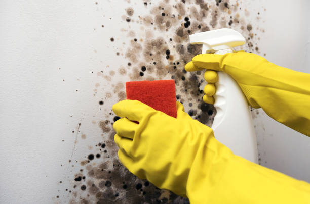 Best DIY Mold Remediation Support Services in Lake Isabella, MI